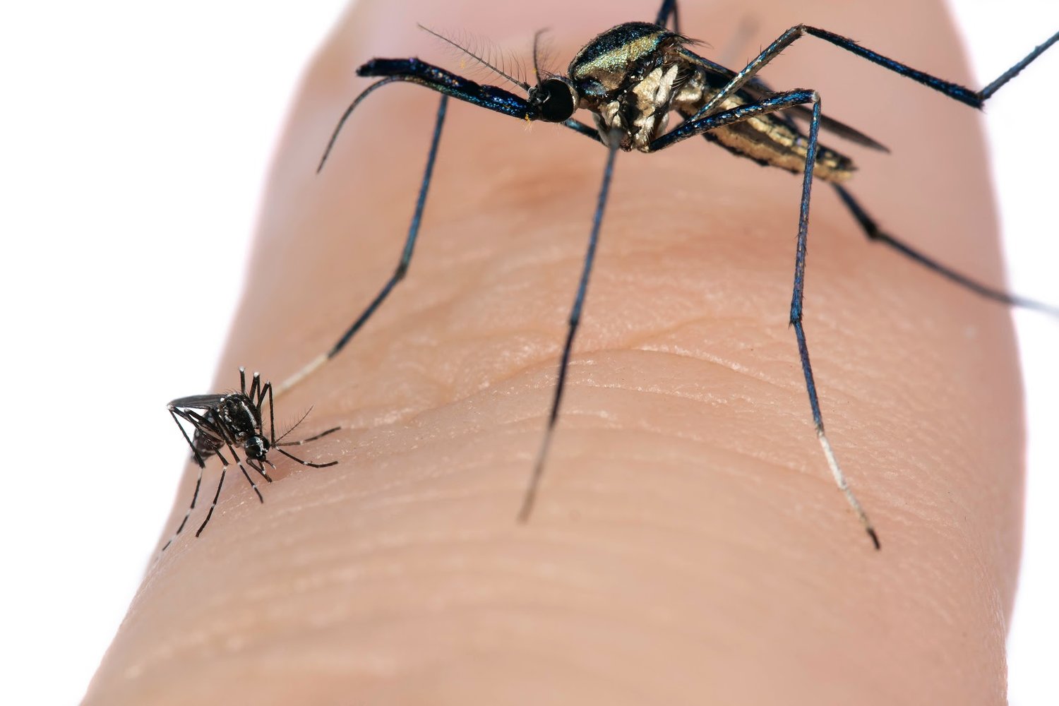 This photo shows a close-up image of an elephant mosquito and an Asian tiger mosquito on a finger.
